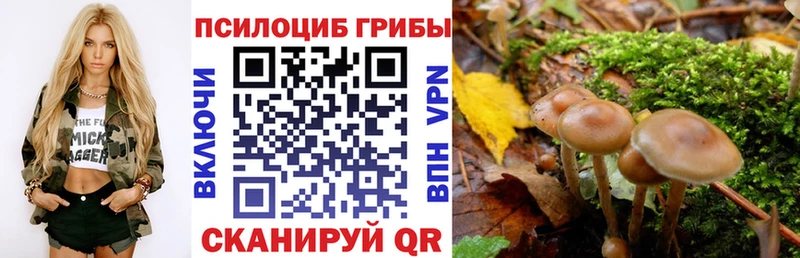 Купить Каргополь Псилоцибиновые грибы мицелий